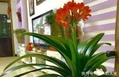 居家养护|客厅养上“3种花”,大气又美观,关键“旺财又养人”,值得养2盆