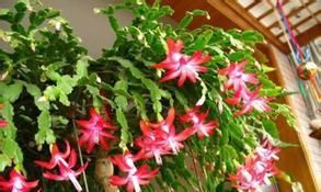  『呼呼』蟹爪兰花谢后，记得做3步，新叶呼呼冒，年底早开花！
