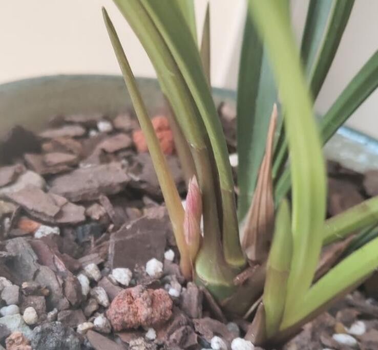  大叔■农村大叔养兰花真有一套，不花钱买花肥和植料兰芽照样呼