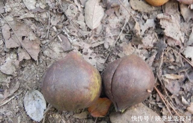  #上漆#这种树叫做“油桐树”，山里人用它给棺材上漆，种子曾卖5