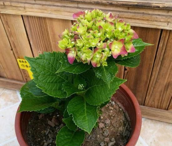  『夏季』夏季盆栽这4种植物，叶片一耷拉马上浇水，植株分分钟变精神