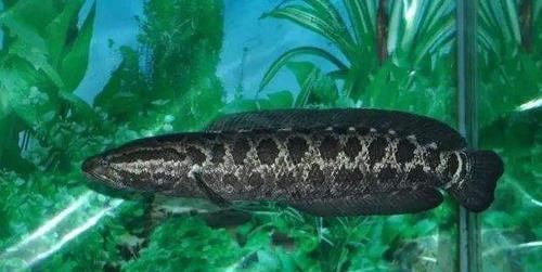  水产@广东首届渔业种博会下月南沙举行，渔业高科技园现场展示