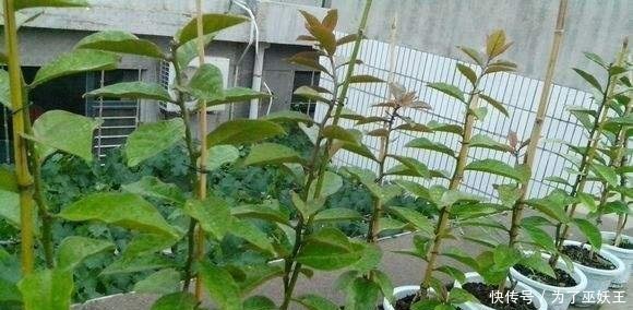 「仙人掌科」3种“便宜花”这样养一养,一年变“老桩”,开花千朵还“镇宅”