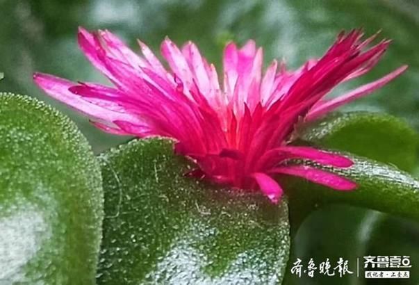  之中|绿丛之中藏点红，牡丹吊兰花开好鲜艳
