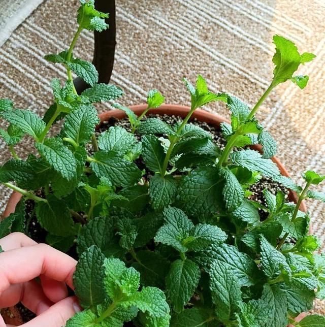  #植物#睡不好觉？这五种植物适合放卧室，带来好睡眠又净化空气！