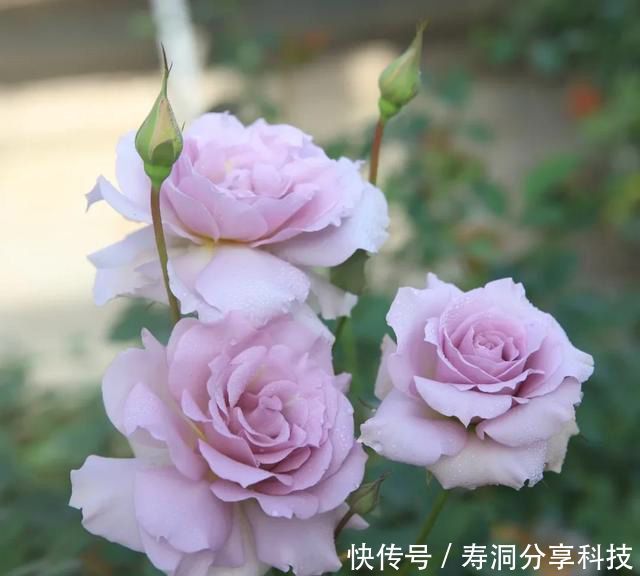  「品种」梦幻悠长，无法抗拒，月季的那抹蓝紫色美得清凉又高级！