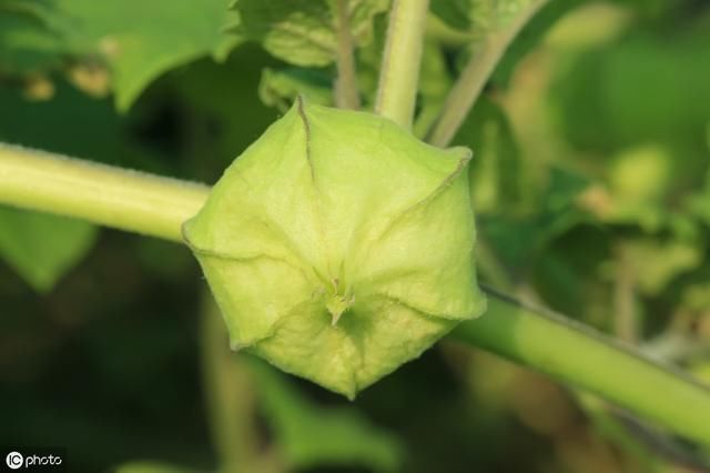 农村叫做“灯笼果”的植物有什么作用？现在价格高可以人工种植吗