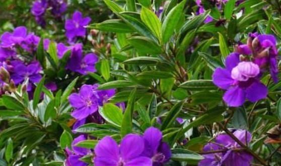  越少|家养“野牡丹”，越管它，花越少，随便摆阳台，花一开就满盆
