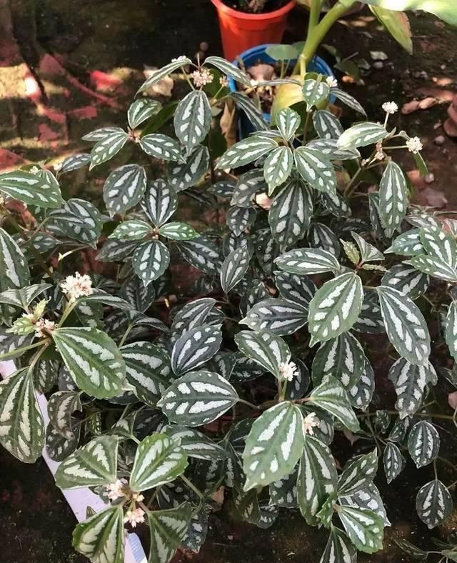  『比花』这几种受欢迎的耐阴花，一养就上瘾，叶子比花美！