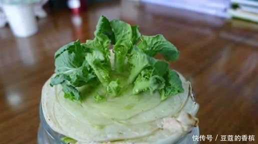 「萝卜」不要再买盆栽了,厨房里的白菜萝卜红薯,盆栽起来非常漂亮