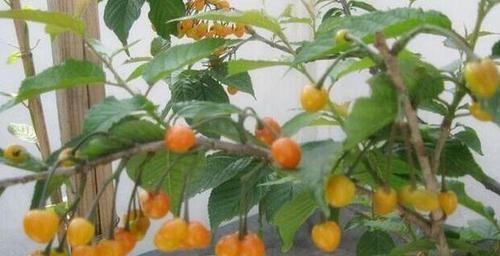  『花生饼麻渣』想要自己动手制花肥，该做哪些准备？用3种垃圾做原料就够了