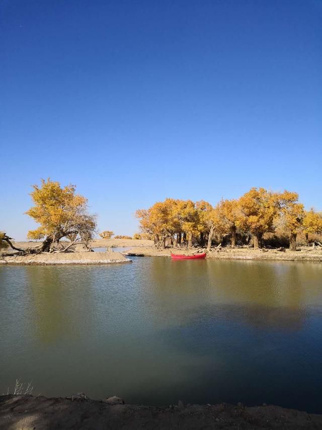 世界上唯一存在的沙漠胡杨林景区，内蒙古额济纳弱水胡杨风景如画