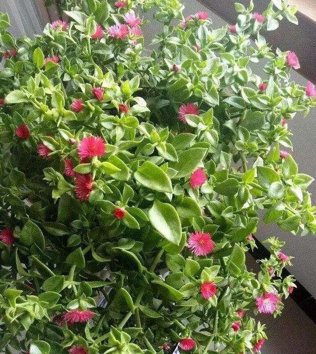  nbbe_2286新手学扦插,就选这几种花,捡根枝沾土就活,四季开花,次次爆盆