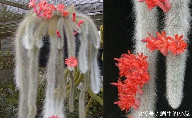  竟然|长得像猴尾巴的仙人掌，养了三年，竟然开出了百朵花！