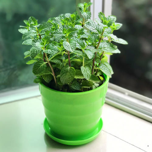  「摘点」厨房盆栽香草植物，做菜的时候随手摘点！
