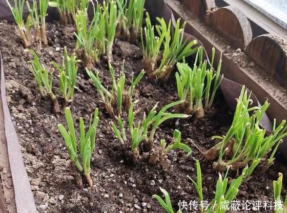 『割完』阳台盆栽韭菜该如何管理?用上2个小技巧,绿叶割完一茬又一茬