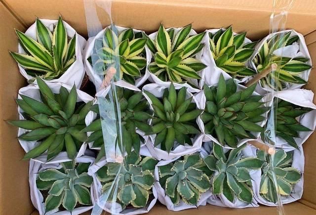  #果实#长得像菠萝，12年才能成熟，一颗果实重达百斤，酿成酒200元一瓶