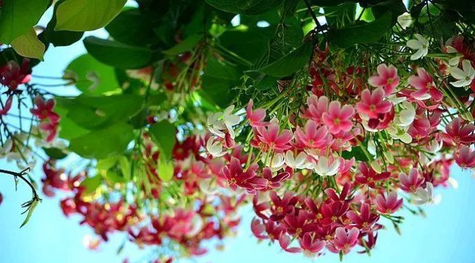  『开花时』她在院子里养了1棵花,春天开花上千朵,花多浓香,开成一面花墙