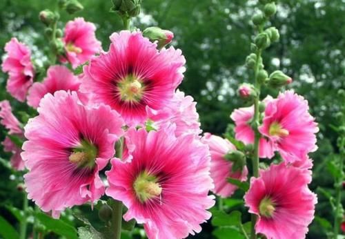  绿萝：春季逛花市，邻居只买3种花，新手也能养爆盆，花色鲜艳夺目