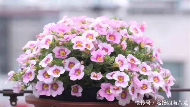 [名字]这种花花量惊人，名字也很特别，阳台也能变花园！