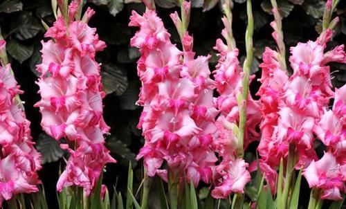  「三角梅」喜欢三角梅，不如养盆“精品”柠檬黄三角梅，金光灿灿，清新优雅