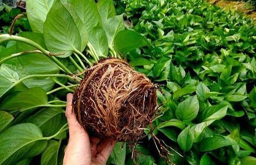  『自然』吊兰绿萝长不好？盆里埋点“黄豆豆”，自然发酵，不用管都爆盆