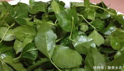 农村这种野草，炖鱼汤经常用到，功能齐全价格高达240元