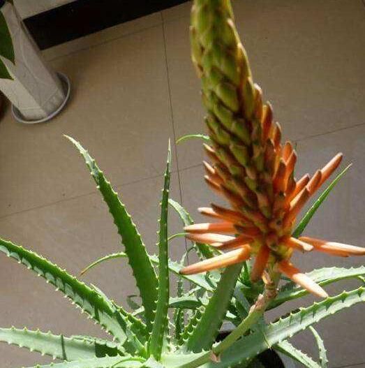 「才会开花」养芦荟多年，从未见开花？选对品种做好3点，年年花开，次次开爆