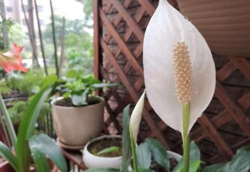  『富贵』养花就养3种花，开花好运来，富贵当头一年好运，一养就喜欢