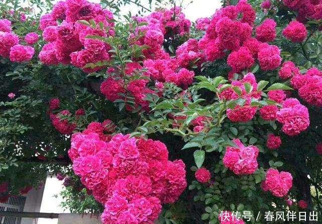  甜蜜红木香|少抽一包烟此花都要栽2棵！一年花开180天，遇见就赶紧带回家吧