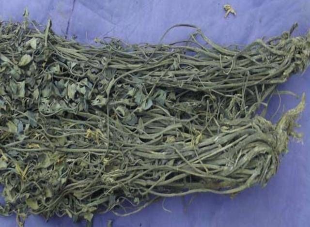 此种■此种草有臭味,被称为“岩黄连”,在山上遇见它,请别挖走,珍贵