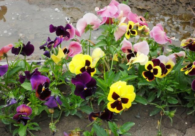  扦插繁殖■开花很勤、很美的“3种花儿”，给点阳光就开花，一直开花不断