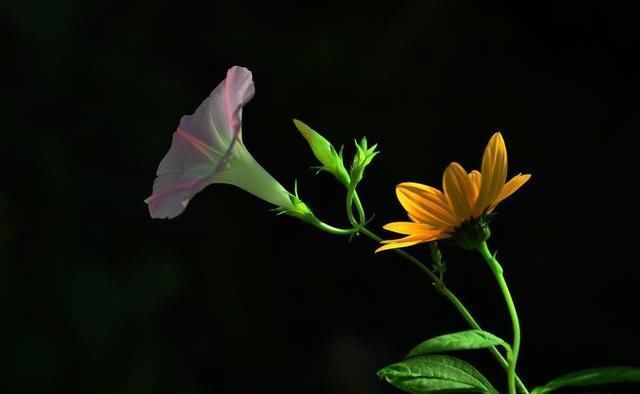 手机摄影：手机拍摄花卉，如何实现黑色背景？