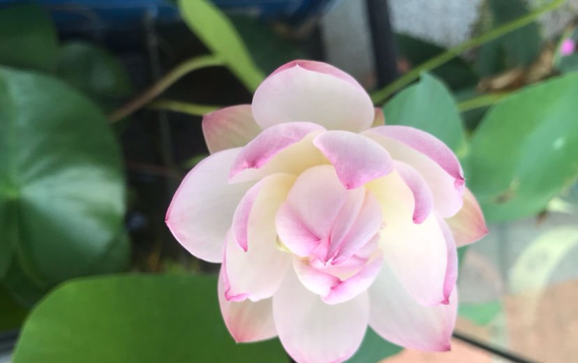  猪笼草■一个房间一盆花，清新驱蚊虫，夜夜睡得香