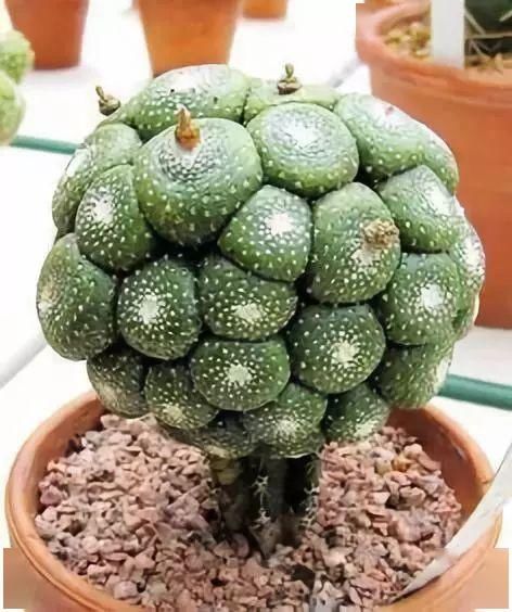  #上帝最眷顾#万年罕见仙人掌开花，一起欣赏！