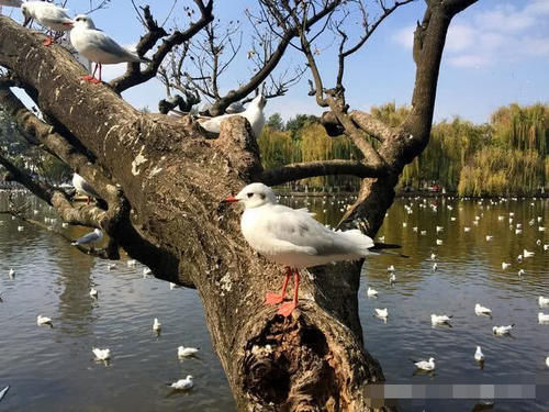 云南昆明有一处不容错过的游览胜地，人称“小西湖”，免费进入