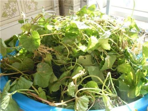 这种杂草之前在农村随处可见，现在还得20元一斤，但是很少见了