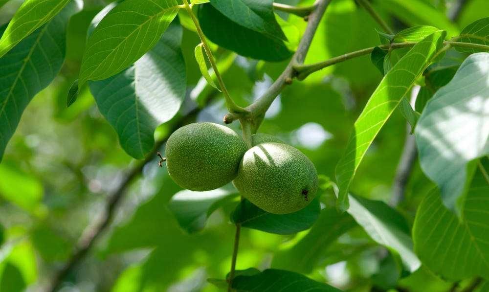  【人类】模仿行为并不是人类独有专利，植物的“模仿秀”也令人叹为观止！