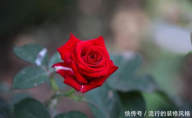 『花无』月季——只道花无十日红,此花无日不春风