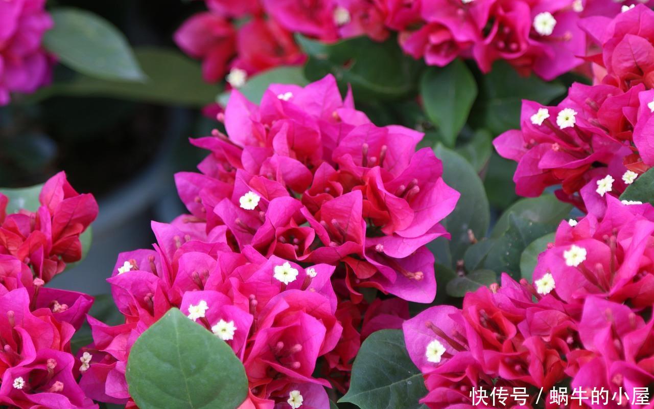  『值得』喜欢养护漂亮的花卉，就选择“3”种花卉，开花量大，值得拥有