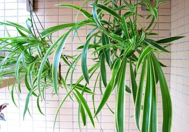 「长得」吊兰放在家中哪个位置?摆放在“3个地方”,一天一个样,长爆盆