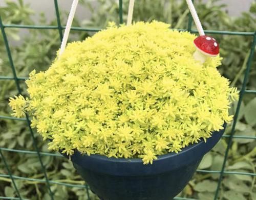  #种多肉植物#呆在家里太无聊？种植2棵“多肉”，80天后“爆盆”，繁殖一堆！
