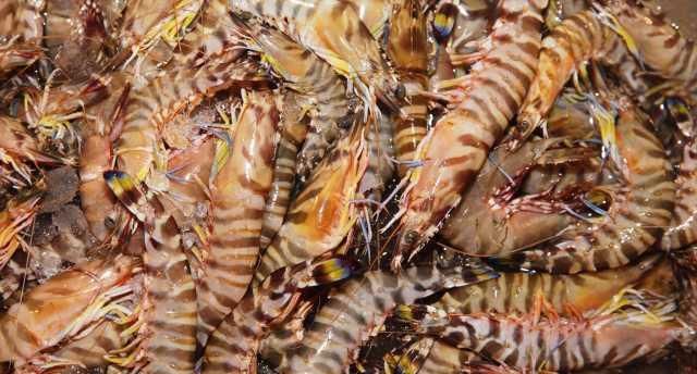  「小世界」大湾区小世界：猪肉已经吃不起？来吃开渔后的海鲜吧