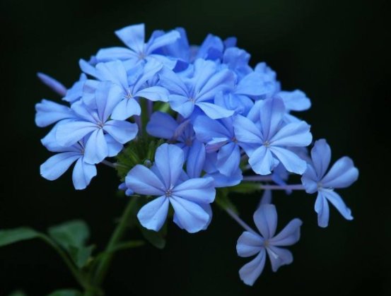  『开成』阳台盆栽，就选泽这几款花卉，清新高雅，色彩动人，花开成瀑布