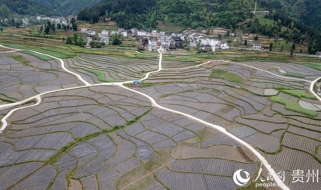  乡村■贵州务川：做强坝区产业振兴乡村