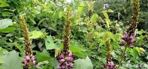  【拿来喂猪】50年前喂猪的“野草”，农民吃到吐，如今当绿色食