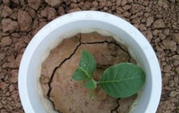 「解决」往盆里埋点“它”,啥花都能长好,土壤板结问题分分钟解决,实用