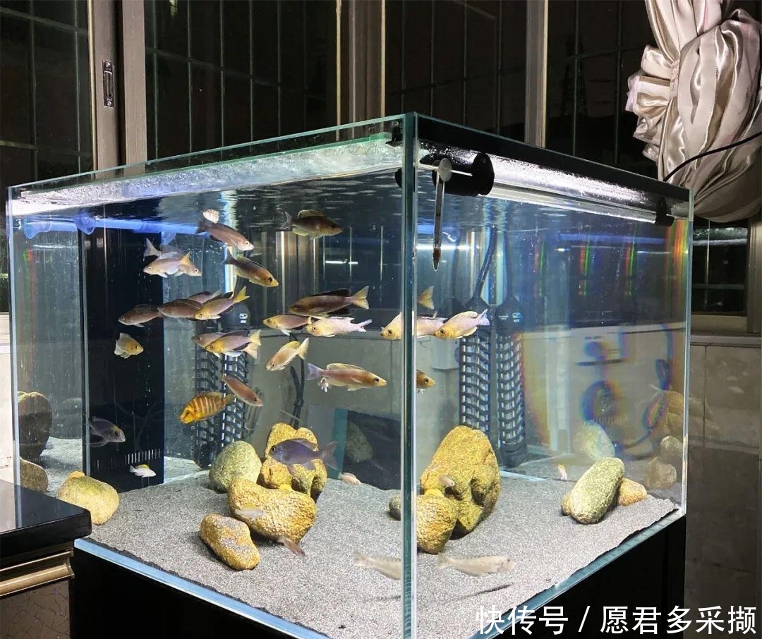  『好看』坦湖经典观赏鱼，繁殖超快，中层群游好看