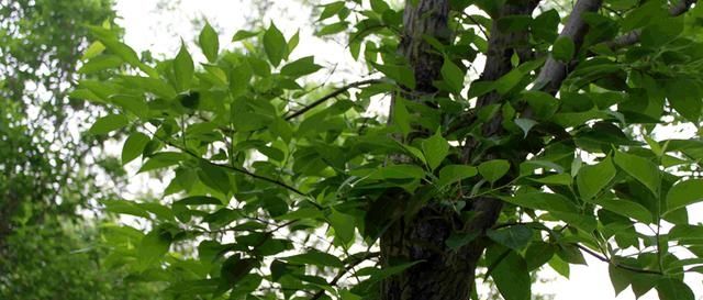  价值堪比黄■一种植物农民砍树剥树皮卖，殊不知花才是宝，价值