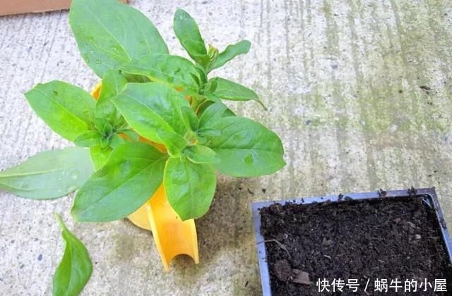 #扦插#这一种花,一年开200天,一盆开99朵,可播种可扦插,好养又省钱